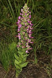 Image result for Brachycorythis pleistophylla