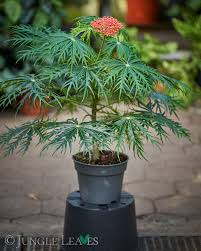 Image result for Jatropha multifida