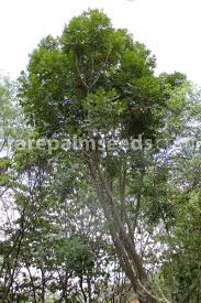 Image result for Harpephyllum afrum