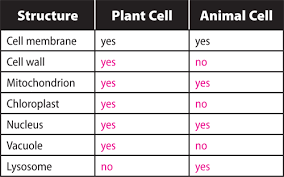 Plant cell and animal cell differences table. Difference Of Plant Cell And Animal Cell Table Animal West