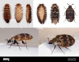 Image result for dermestidae