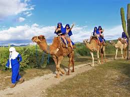Paseo malecon san jose s/n fonatur san jose del cabo, b.c.s. Tour Outback And Camel Safari Tour Los Cabos Tours In Los Cabos Www Cabos Com