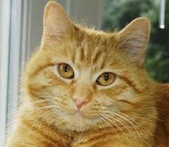 100 Yellow Cat Names Yellow Cat Cats Cat Names