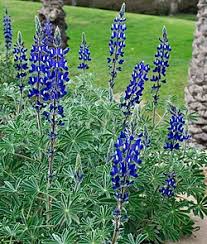 Image result for Lupinus