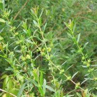 Image result for Heimia salicifolia