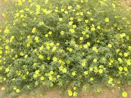 Image result for Tribulus zeyheri
