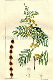 Image result for Acacia nilotica