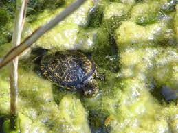 Maybe you would like to learn more about one of these? Freilebende Schildkroten In Der Wiener Lobau Donaustadt
