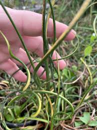 Image result for Juncus effusus