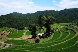 香川県唯一にして日本の棚田百選 風情ある棚田 triproud 棚田 日本絶景 香川