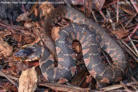 Three of these, natrix sipedon sipedon (linne), natrix septemvittata (say) and natrix kirtlandii (kennicott) are widely. Red Belly Water Snake Nerodia Erythrogaster