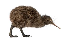 Kiwi Bird Genome Sequenced The Kiwi National Symbol Of New Zealand Gives Insights Into The Evolution Of Nocturnal Animals Kiwi Bird Bird Photography Bird