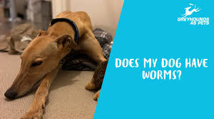 Greyhounds as pets (gap) is a registered charity rehoming greyhounds that are no longer suitable for racing. Greyhounds As Pets Gapnsw Twitter
