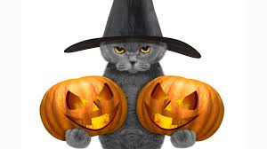 Check spelling or type a new query. Picture Cats Hat Pumpkin Halloween Staring Animals 3840x2160