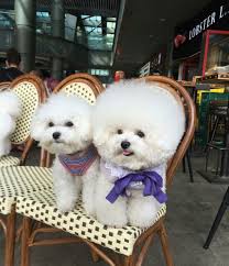 Both parents and grandparents champion! The Six Fix These Hypoallergenic Dog Breeds Make Having Pets Much Easier For Everyone Abs Cbn Lifestyle