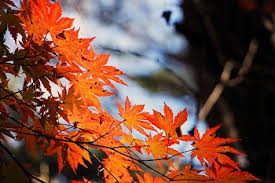 Check spelling or type a new query. Maple Tree Facts Lesson For Kids Study Com