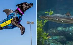 I hope natal sharks win, because the bulls are bullies and john smith always seems to cop some stick. Barkpost Names The Spiny Dogfish Our Honorary Dog Shark Because Shark Week Barkpost