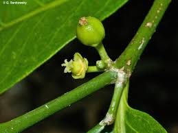 Image result for Suregada