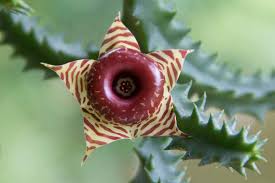 Image result for Huernia zebrina