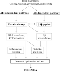 New study suggests importance of maintaining healthy lifestyle even after. The Two Hit Vascular Model Of Alzheimer S Disease Ad Amyloid B Download Scientific Diagram