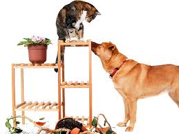 Prayer for a sick dog. Dog Problems Petfinder
