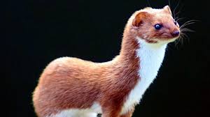 Image result for kuna lesní obrázky