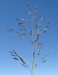 Image result for Eragrostis pilosa