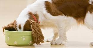 Puedes cortarla en pedazos para los perros grandes y molerla para los más pequeños. Preparar Comida Casera Para Perros
