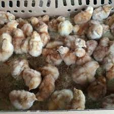 Namun, jangan senang jika tukang batu muncul sebelum tenggat waktu. Bibit Ayam Petelur Doc Ayam Petelur Anak Ayam Petelur Shopee Indonesia