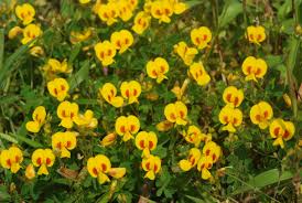 Image result for Smithia