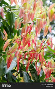 Camphor barely makes it into the edible category. Cinnamon Tree Image Photo Free Trial Bigstock