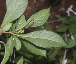 Image result for Rotheca luembensis