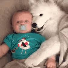 The video has gone viral on social media. Latest Funny Puppy Gifs Gfycat