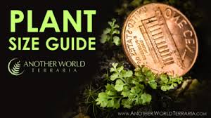 Image result for Asplenium sandersonii