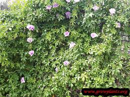 Image result for Ipomoea richardsiae