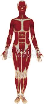 Unlabelled diagram of muscles in the body / muscles of the body blank diagram modernheal com : Muscular System Quotes Quotesgram