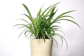 Direct sun (if put outdoors for example) can cause. How To Care For A Spider Plant Plant Care For Beginners