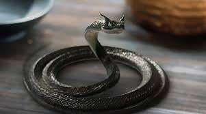 Beichen Gasps How Dare Scandalised Snek Ye Hua Peach Blossoms Eternal Love Drama Eternal Love