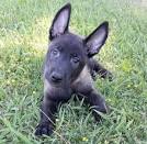 Getting It Right: Is the Belgian Malinois a Good Fit for You?
