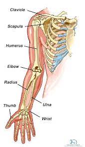 The elbow is a hinge joint comprised of 3 bones. Upper Limb Bones Anatomy Muscle Attachment How To Relief Human Body Anatomy Body Anatomy Anatomy Bones