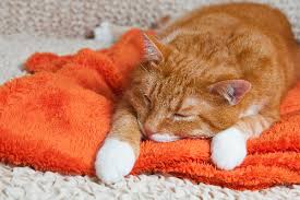 This disorder causes you to repeatedly stop and start breathing while you're sleeping. Heart Disease In Cats What To Know Catster