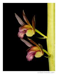 Image result for Eulophia sp. nov.