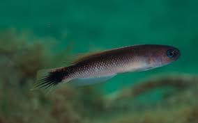 For more detailed information please refer to a pictorial guide to freshwater fishes of connecticut by robert p. Get To Know The Fishes Of Reef Cam