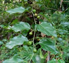 Image result for Colubrina asiatica