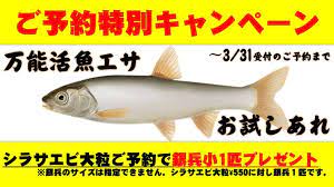 釣堀応援！！ 大粒シラサご予約で【銀兵1匹】プレゼントキャンペーン開催！ | フィッシングマックス 関西の釣果|大阪・神戸・和歌山の釣果情報 さん