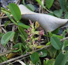 Image result for Alysicarpus