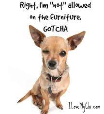 30 Chihuahua Memes That Will Make You Laugh Chihuahua Funny Chihuahua Memes Cute Chihuahua