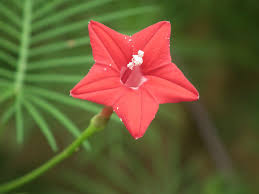 Image result for Ipomoea quamoclit