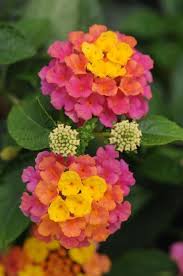 Lantana Beautiful Flowers Lantana Flower Flower Garden