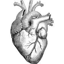 Pin By Esther Arias On Arrow Anatomical Heart Drawing Heart Drawing Anatomical Heart
